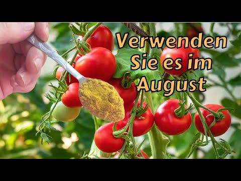 MUSS DIESE MISCHUNG IM AUGUST VERWENDEN II  Kurkuma und Milch tomaten dünger