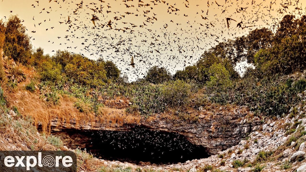 Live webcam view of Bracken Cave Bat Flyout