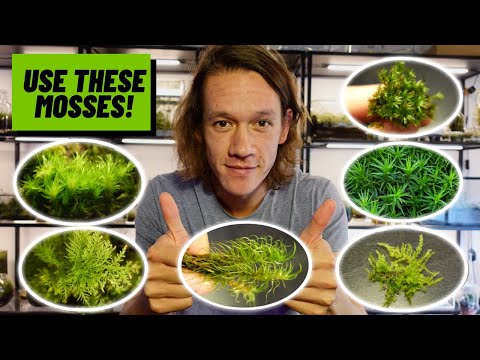 , title : 'The Best Types of Moss For Terrariums & How To Care For Them'