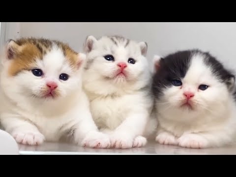 Beautiful kittens running around mother cat and animals: Dog, rabbit, cow, horse - Cat video