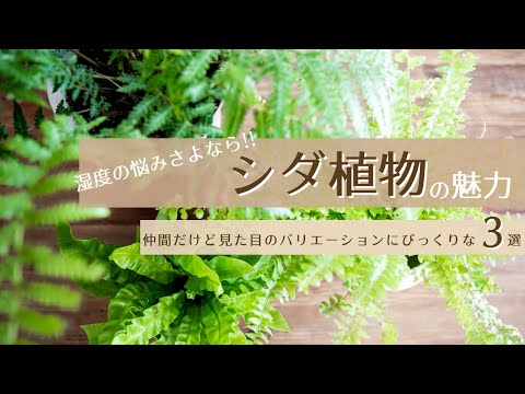 ジュエルシダ、レインボーシダ 植物