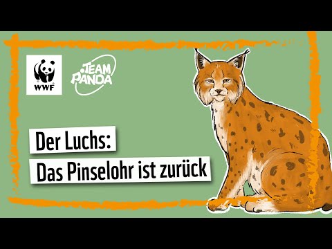 The lynx: The tufted-eared fox is back