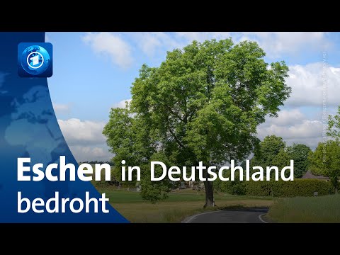 Befall durch Schädlinge: Eschen in Deutschland bedroht