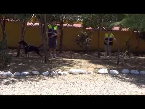 Perros SHAOLIN y MIMI Asociación ALBA www.albaonline.org 609.29.19.30 Adoptar!!!