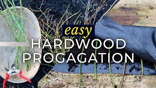 Winter Propagation Made Easy: Grow Hardwood Cuttings with the Seed Roll Method 🌱