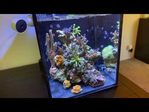 My nano saltwater aquarium