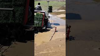 The Secret Behind Perfect Rice Rows!