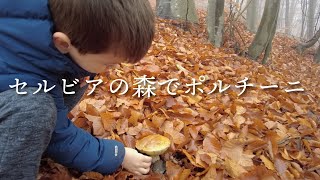ポルチーニを求めて早朝の森に【セルビア暮らし】 / Porcini Mushroom Hunting