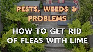 How to Get Rid of Fleas With Lime