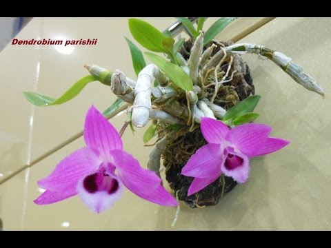 "Ромашка70"__Cattleya walkeriana и Dendrobium parishii