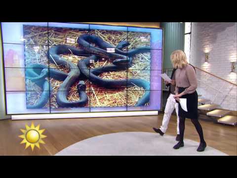 Australiens farligaste djur - dödar flest - Nyhetsmorgon (TV4)