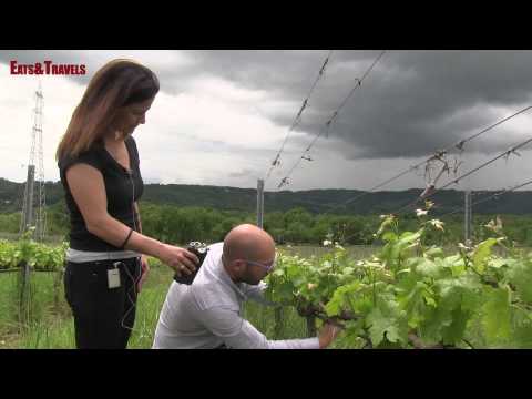 Il Vigneto dell'Azienda Agricola Biologica Ciucci a Orte