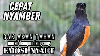 Download lagu murai batu FIGHTER BONGKAR ISIAN !! Ampuh buat PANCINGAN murai batu malas bunyi jadi EMOSI GACOR mp3