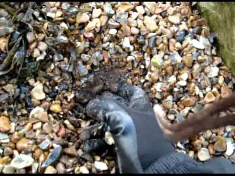 Metal Detecting on the foreshore, garret ace 250