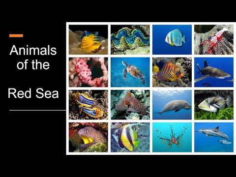 Animals of the Red Sea