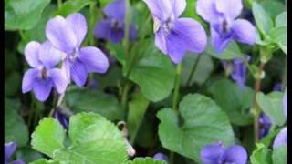 Patty Pravo - E MORIRE TRA LE VIOLE