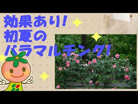 園芸 マルチフローラのバラの茂み
