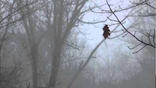 Sun Devoured Earth - Afraid