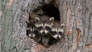 Amazing Facts About Raccoons