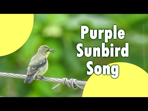 Purple sunbird in eclipse plumage singing different songs - Sound of a garden bird,backyard sounds