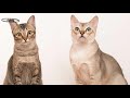 Singapura - Singapura - Raza de Gato
