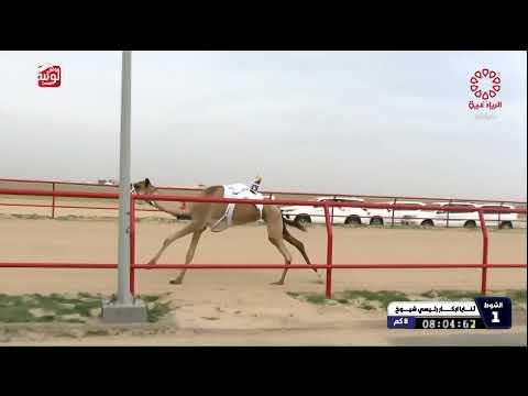 ش 1 خنجر (الشامخه) لـ هجن الشحانية 12:02:64 , بطولة الكويت 2026/2/10 ثنايا الشهيد