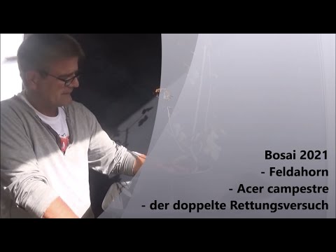 Bonsai 2021-44 - Feldahorn - Acer campestre - Doppelter Rettungsversuch und der Start zweier Bonsai