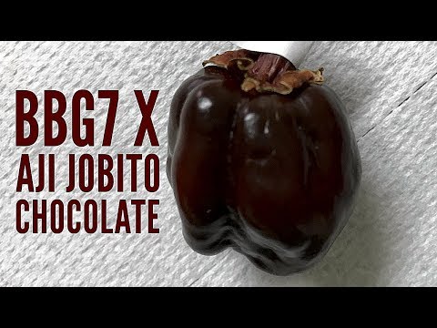 BBG7 x Aji Jobito Chocolate pod test - 2017 pepper review #29