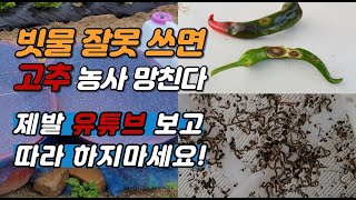 고추 탄저병 예방과 원인 치료방법 텃밭 빗물 사용 잘못하면 큰일 납니다.