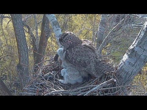 2017/04/24 09h44m Great Horned Owl~Owlet swallowed a whole mouse