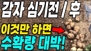 감자심기전 후 이것만 하면 몇배 더 수확! 다수확하는 초간단 대박꿀팁!