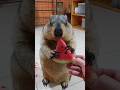 Relaxing watermelon chewing sound of chubby marmot
