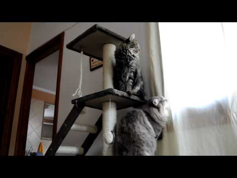 Yogi+Breena on the new cat-tree