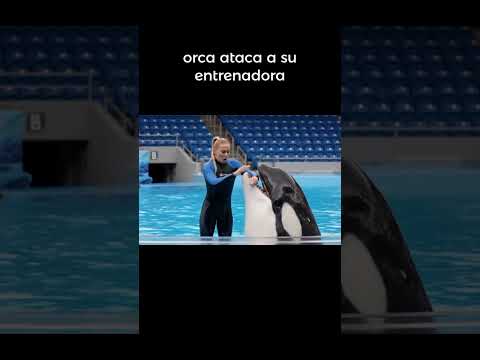 orca ataca a su entrenadora #orcas#treiding#yessica