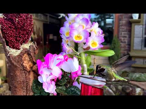 Happy Birthday Peggy