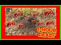 FASTEST WAY To KILL The Queen and Nest of Red Ants / Fire Ants..AMAZING!!