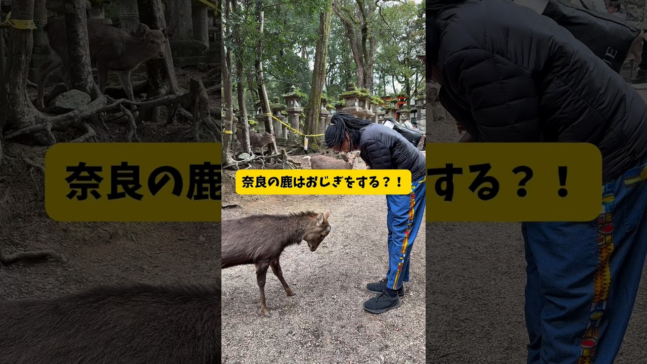 奈良でおじぎする鹿に会ってきた　#マサイ族 #奈良 #奈良の鹿