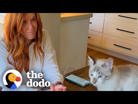 Cross-Eyed Kitten Takes His Grandma's House By Storm! | The Dodo Cat Crazy