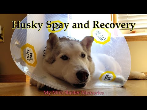 My Husky Got Spayed! | Dog Spay Surgery Recovery