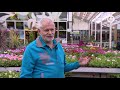 Eerste Pinksterdag: drukte bij tuincentra