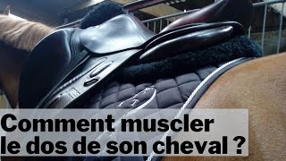 Comment muscler le dos de son cheval ?