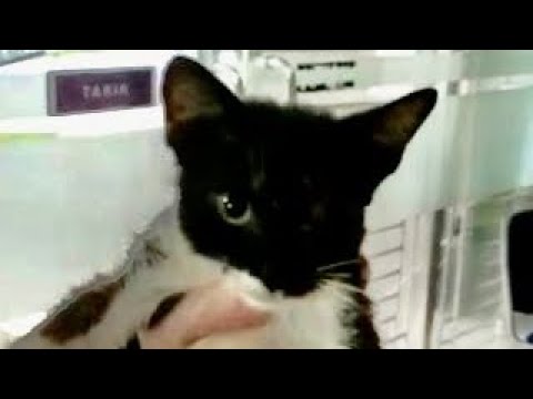 Help Cats Infected With Chlamydia Bacteria. Episode 3