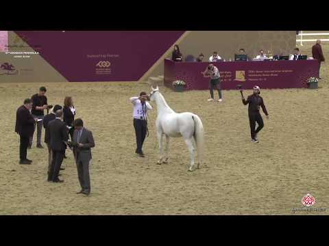 N 155 NOOF AL WAAB   10th Qatar International Arabian Peninsula Horse Show 2020   7 10 Years Old