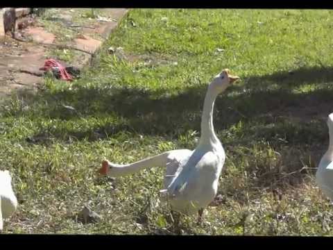 CASA DE APOIO EFRAIM= (CHÁCARA) 17-06-2012