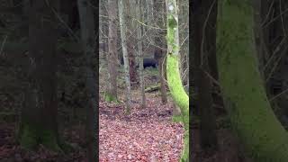 ACHTUNG SAUEN auf 5 Meter!