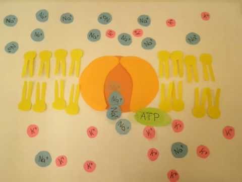 Stofftransport durch Biomembran - Aktiver Transport (HUS)