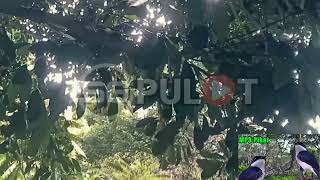 Download lagu Suara Pikat Jingjing Batu Ribut Kombinasi Kehicap Ranting mp3 Download lagu Suara Pikat Jingjing Batu Ribut Kombinasi Kehicap Ranting mp3