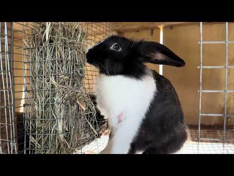 Hay Feeding Made Easy: A Guide to Rabbit Hay Feeders