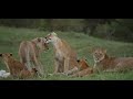 International Big Cat Alliance: Uniting for protection and conservation of big cats worldwide