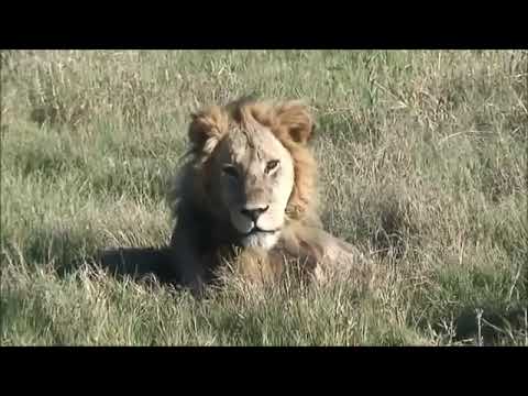 O Evangelho Segundo Marcos Áudio Drama Completo